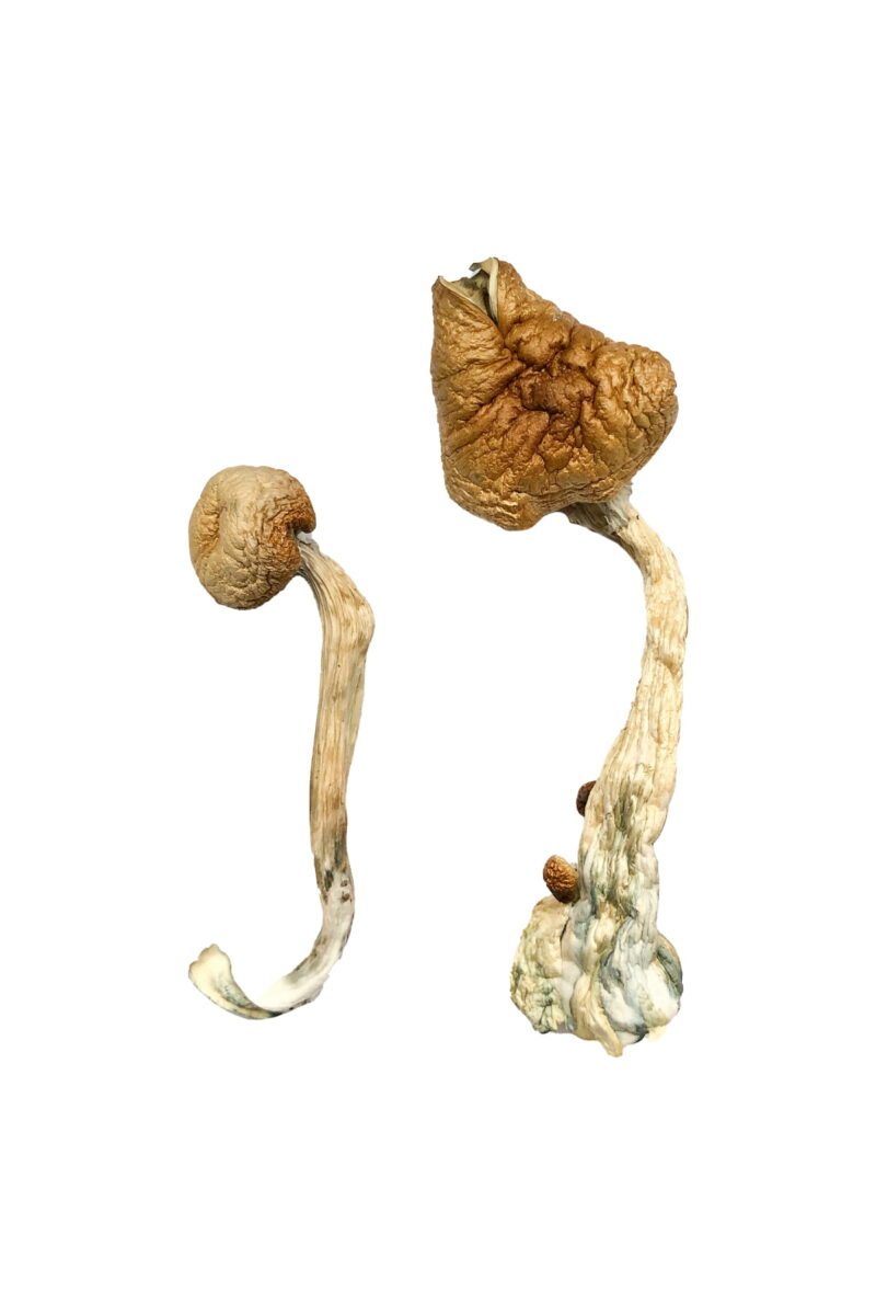 African Transkei Magic Mushrooms - Image 3