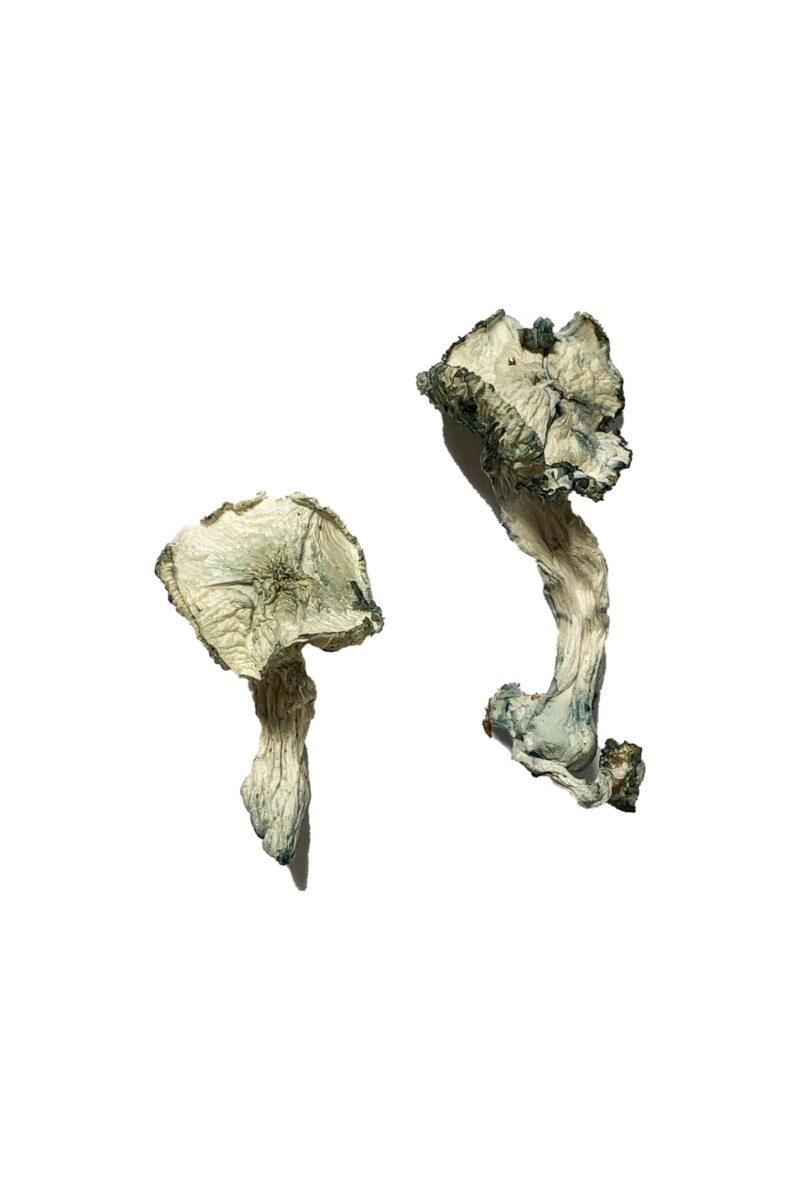 Albino Cambodians Magic Mushrooms - Image 2