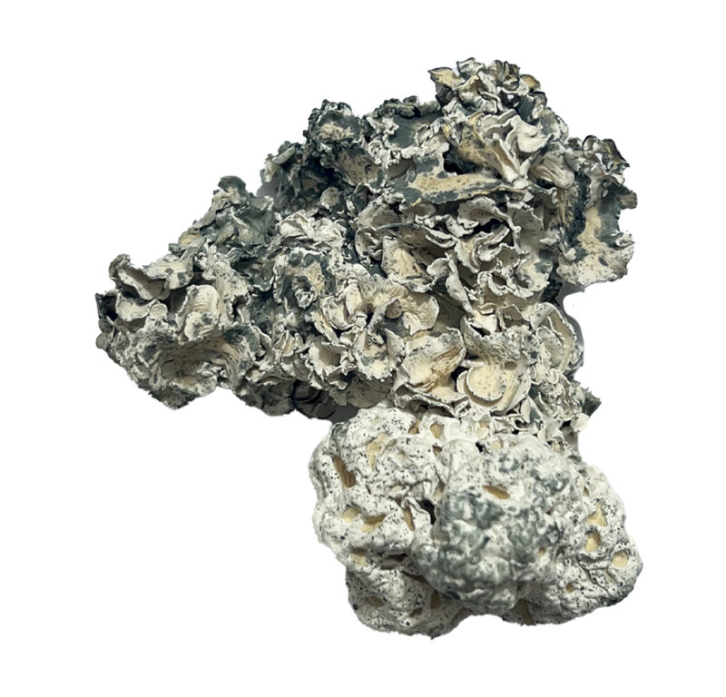 Enigma Magic Mushrooms - Image 2