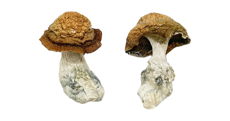 Makilla Gorilla Magic Mushrooms - Image 2