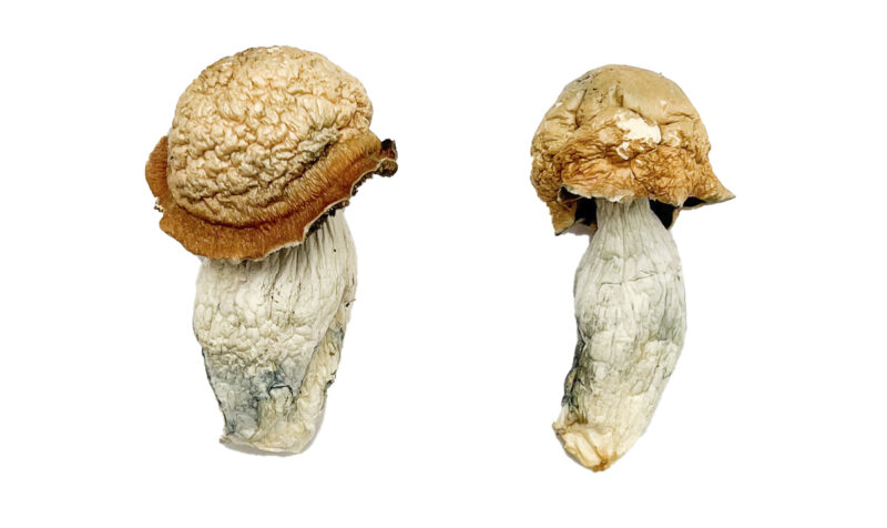 Makilla Gorilla Magic Mushrooms - Image 3